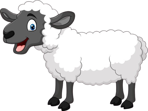 Sheep