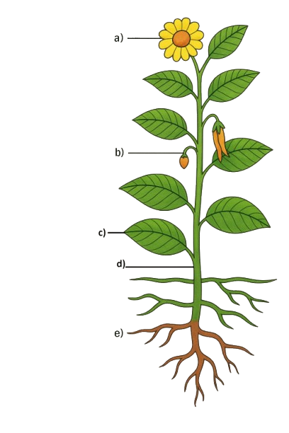 Plant Diagram