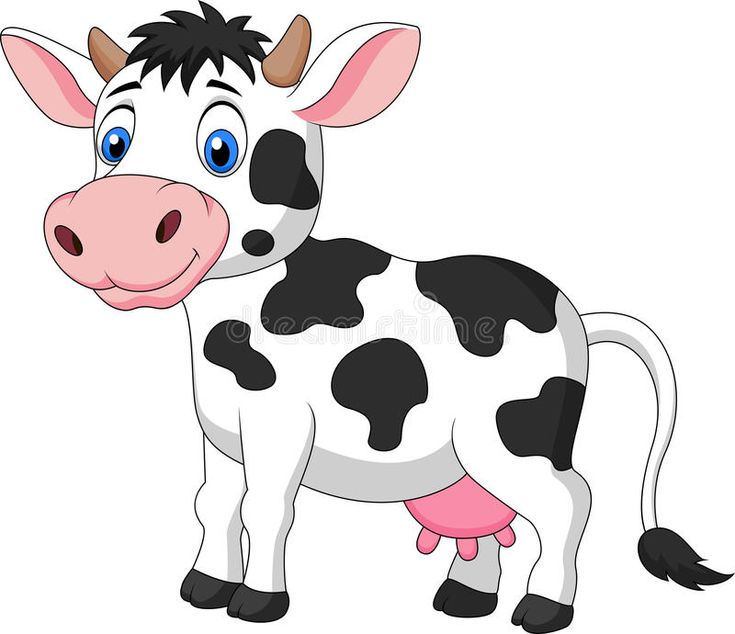 Cow