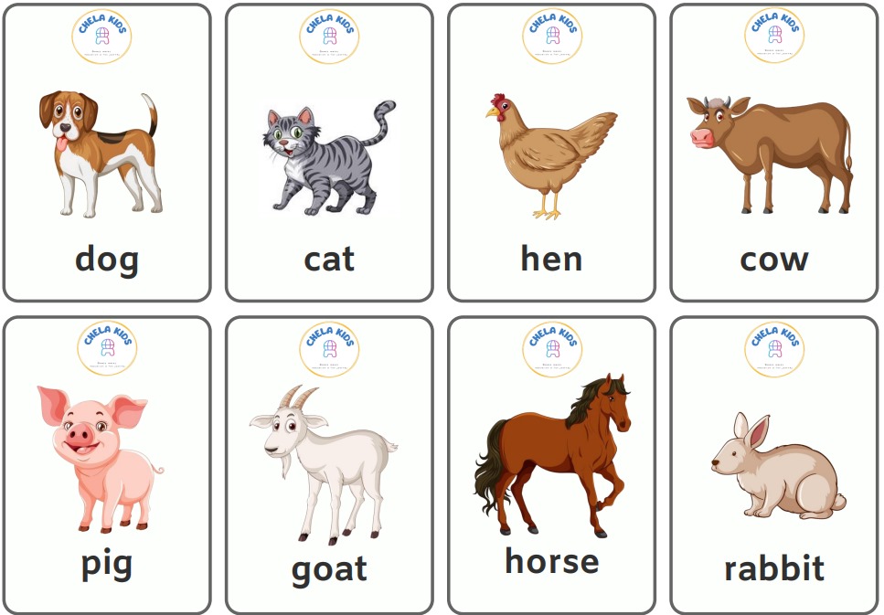 Animals Flashcard
