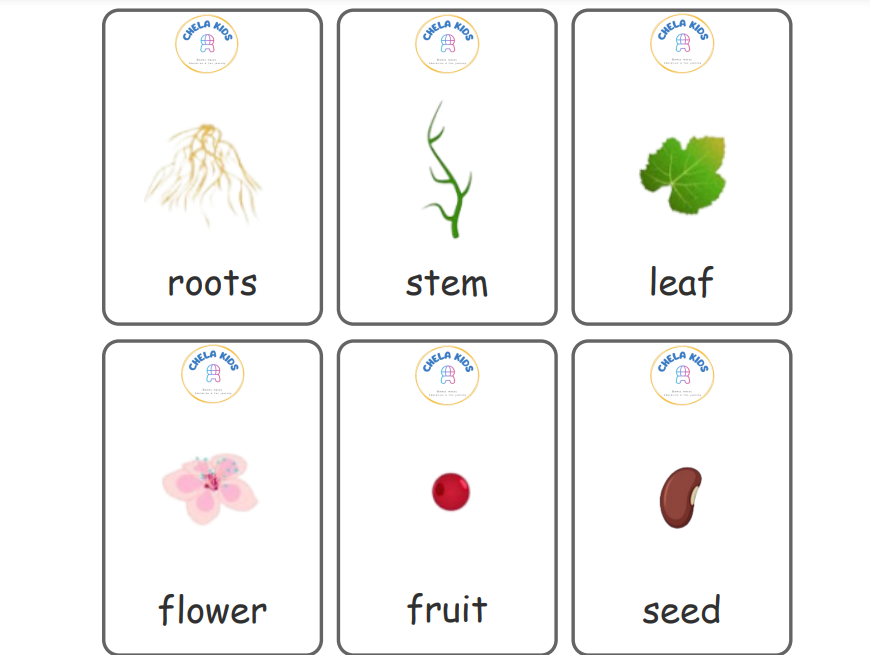 Plants Flashcard