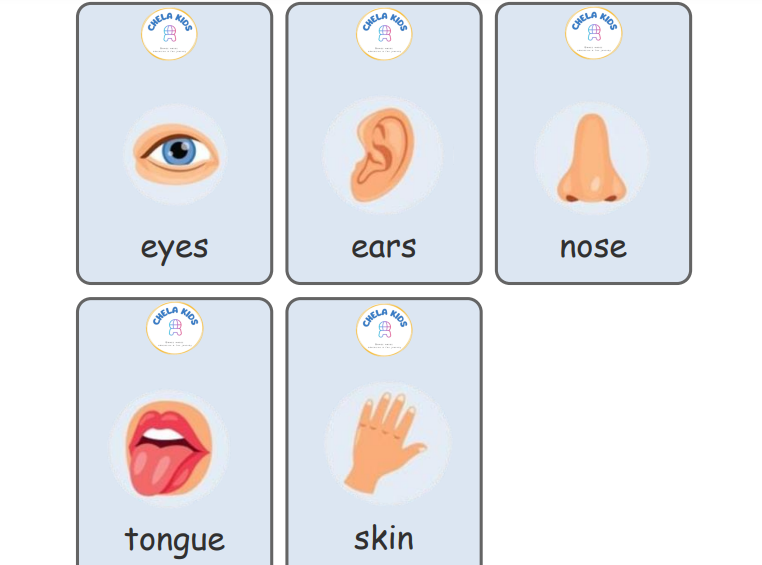 Sense Organs Flashcard